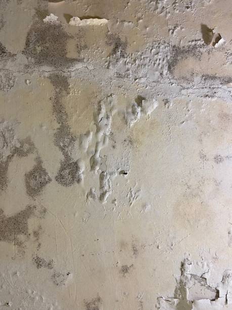 Best DIY Mold Remediation Support Services in Palmyra, IN